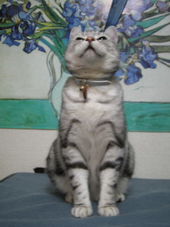 ねこのうた